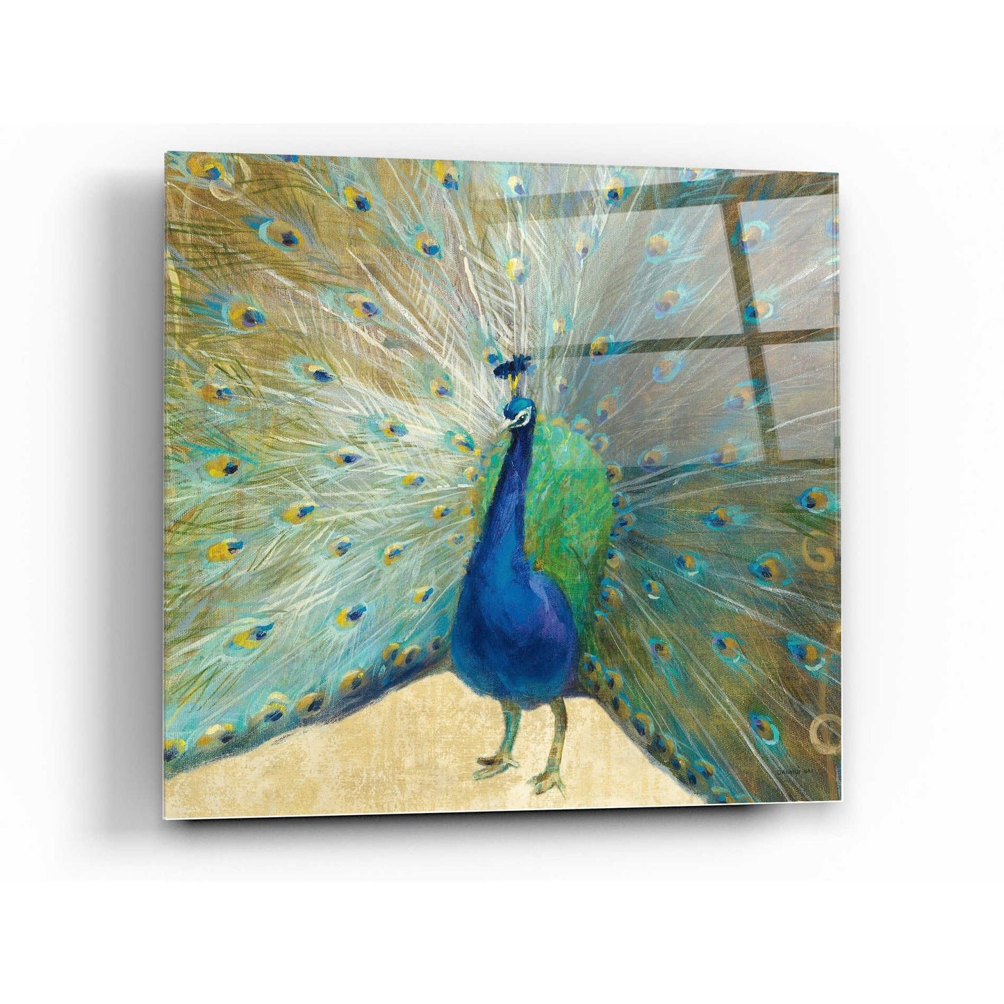 Epic Art 'Blue Peacock' by Danhui Nai, Acrylic Glass Wall Art,36x36