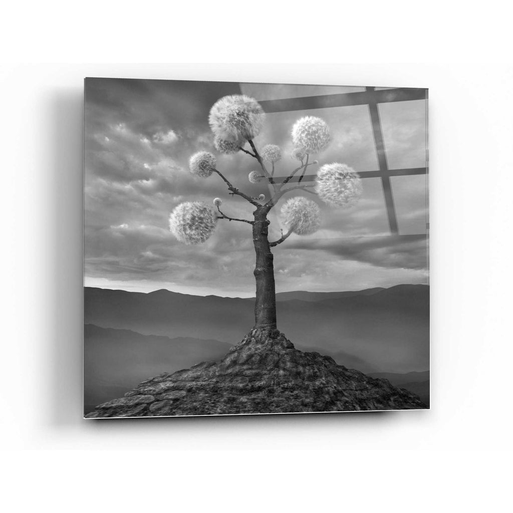 Epic Art 'Dandelion' by Dariusz Klimczak, Acrylic Glass Wall Art