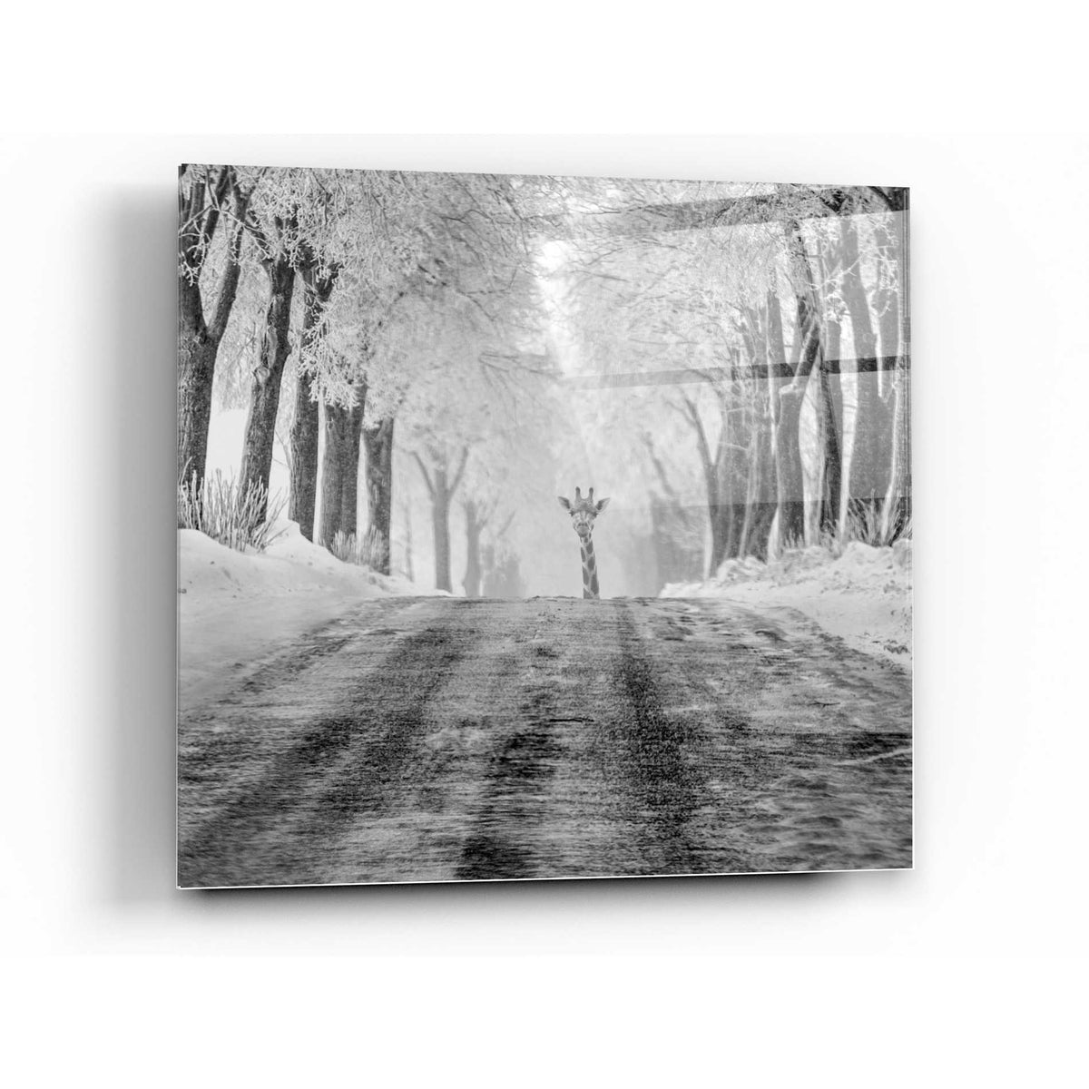 Epic Art 'Surprise' by Dariusz Klimczak, Acrylic Glass Wall Art