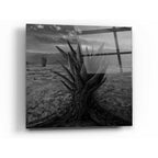 Epic Art 'Cactus' by Dariusz Klimczak, Acrylic Glass Wall Art