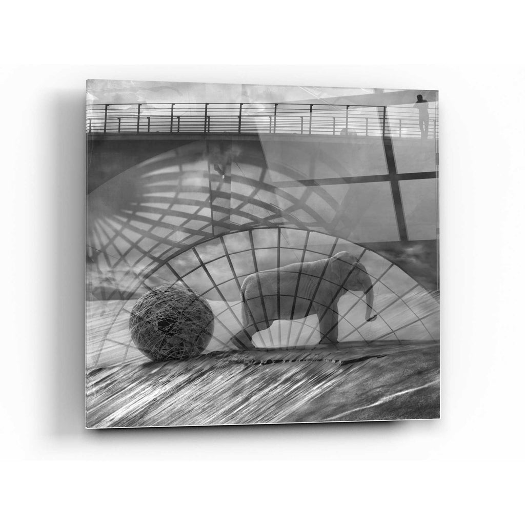 Epic Art 'Kingandi' by Dariusz Klimczak, Acrylic Glass Wall Art