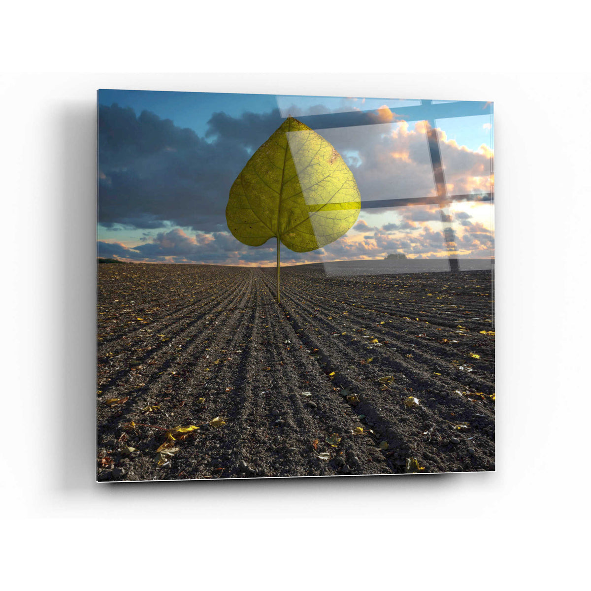 Epic Art 'Listen to Listek' by Dariusz Klimczak, Acrylic Glass Wall Art