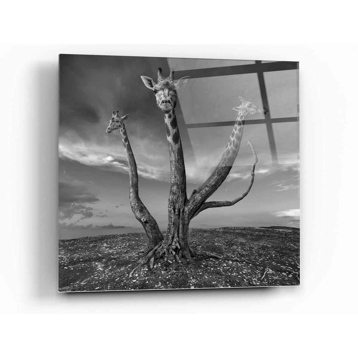 Epic Art 'Giratree' by Dariusz Klimczak, Acrylic Glass Wall Art