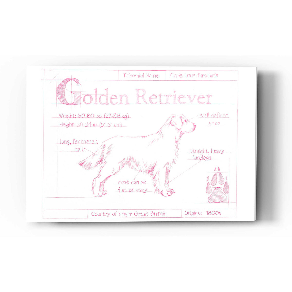 Epic Art 'Blueprint Golden Retriever in Pink' by Ethan Harper Acrylic Glass Wall Art
