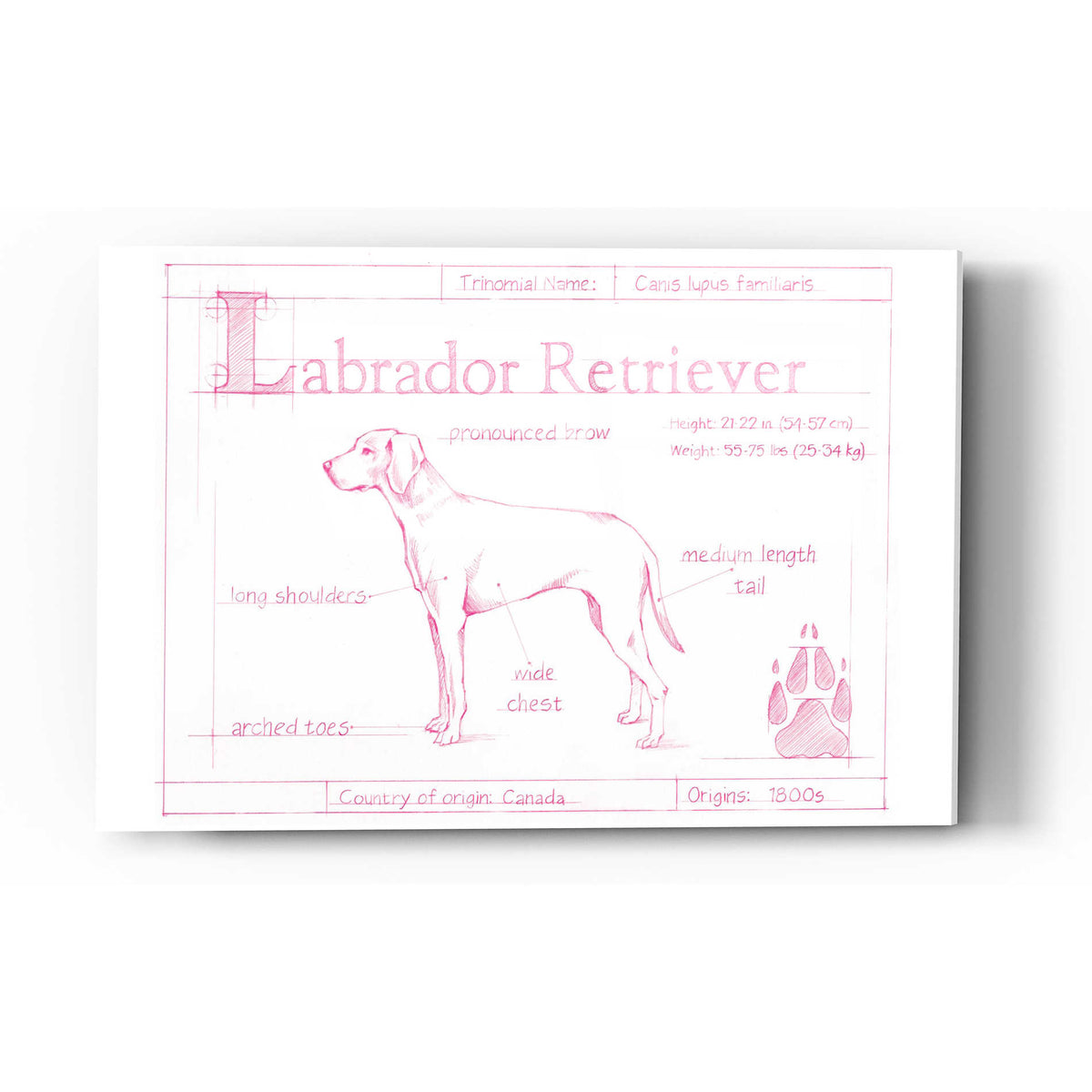 Epic Art 'Blueprint Labrador Retriever in Pink' by Ethan Harper Acrylic Glass Wall Art