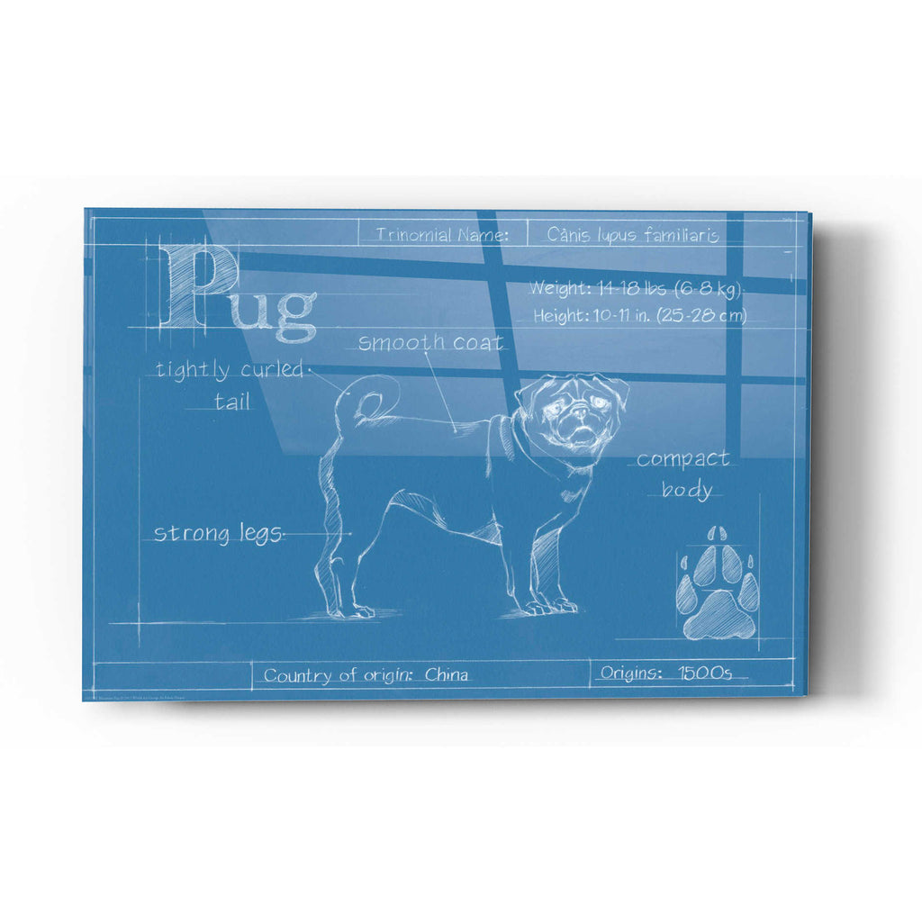 Epic Art 'Blueprint Pug' by Ethan Harper Acrylic Glass Wall Art