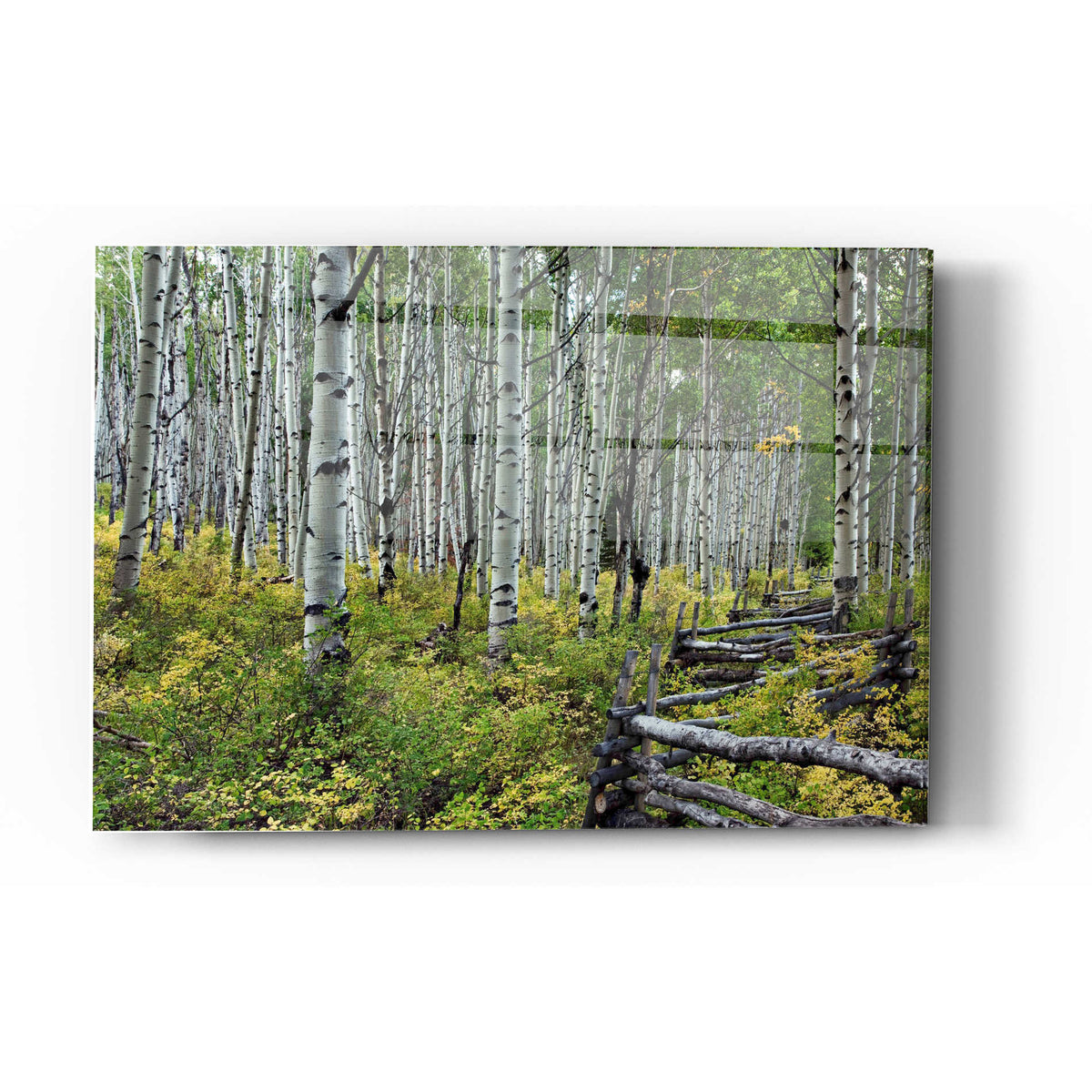 Epic Art 'Aspen Grove Rail Fence,' Acrylic Glass Wall Art