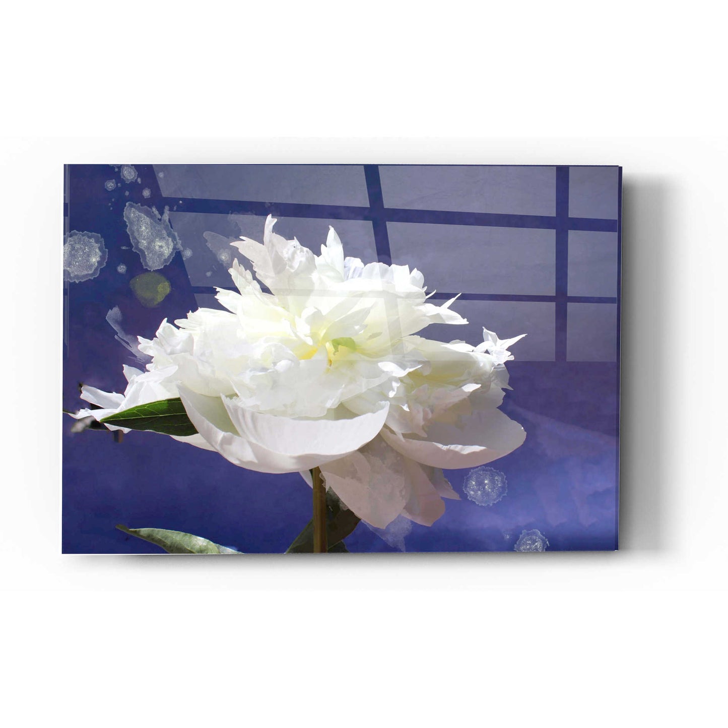 Epic Art 'White Peony-Scents of Heaven' by Irena Orlov, Acrylic Glass Wall Art