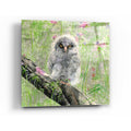 Epic Art 'Owlet' by River Han, Acrylic Glass Wall Art