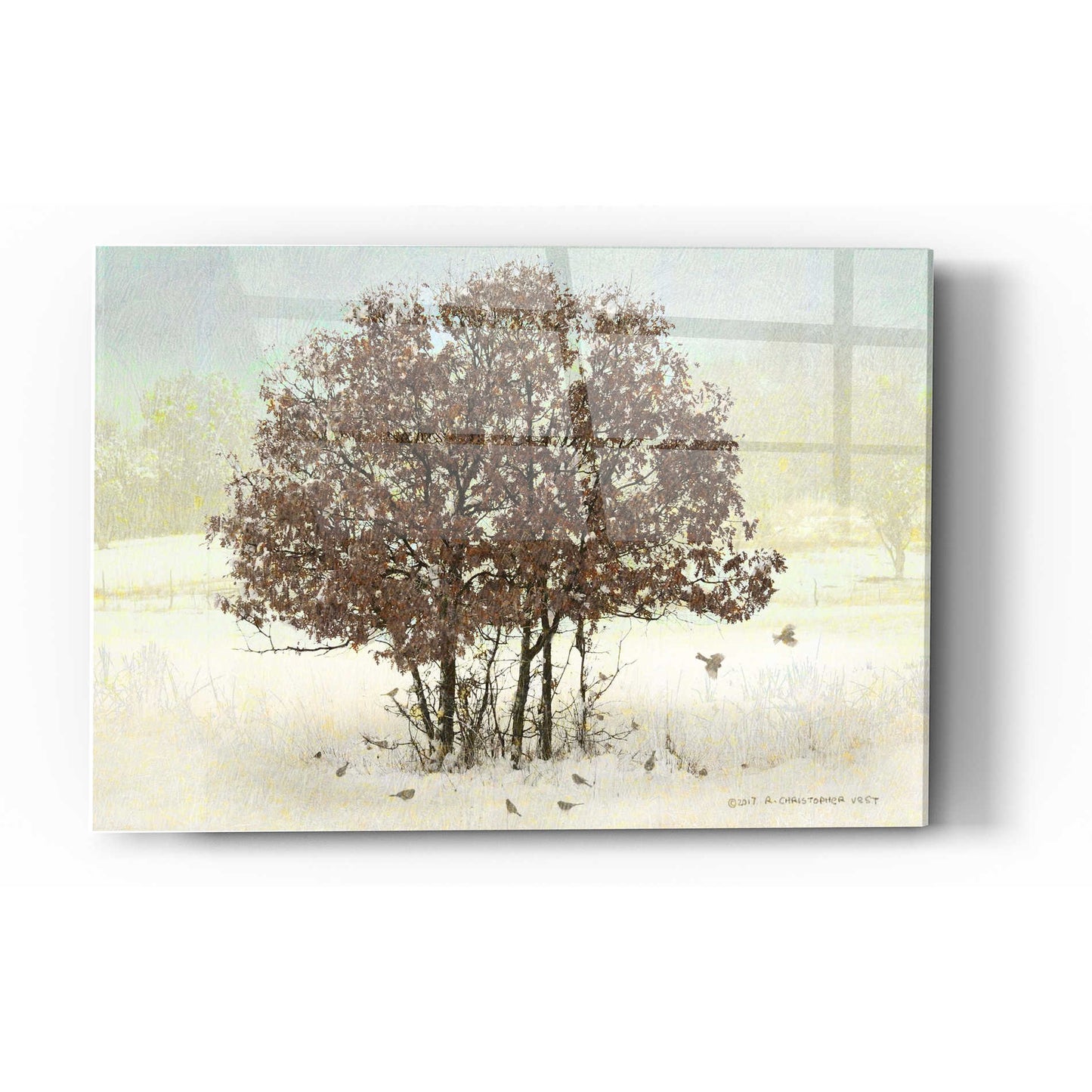 Epic Art 'Juncos and Oak' by Chris Vest, Acrylic Glass Wall Art
