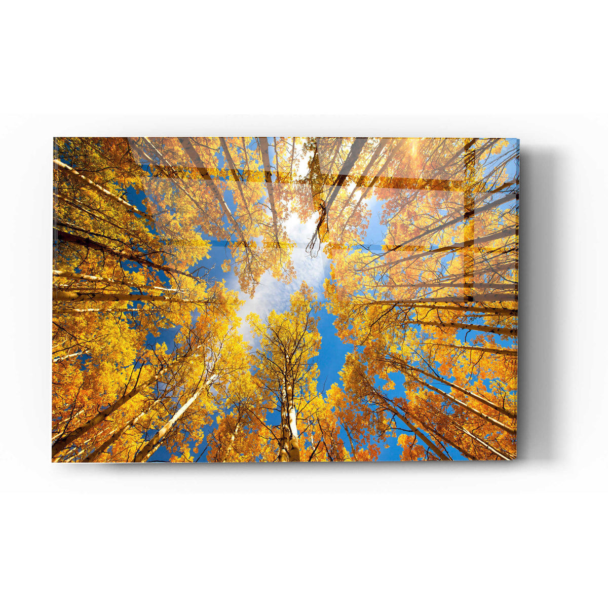 Epic Art "Towering Aspens" by Darren White, Acrylic Glass Wall Art