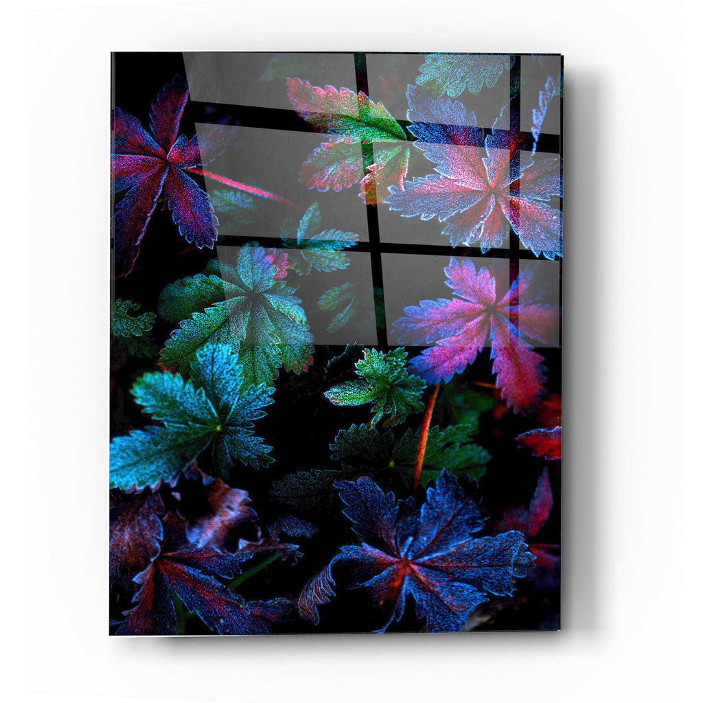 Epic Art "Frosty Fall" by Darren White, Acrylic Glass Wall Art