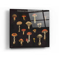 Epic Art 'Mushroom Chart I' by Wild Apple Portfolio, Acrylic Glass Wall Art