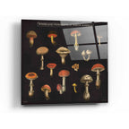 Epic Art 'Mushroom Chart I' by Wild Apple Portfolio, Acrylic Glass Wall Art